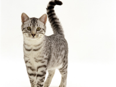 Domestic Cat, 5-Month Silver Spotted Male by Jane Burton Pricing Limited Edition Print image
