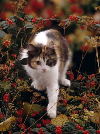 Domestic Cat, Young Tortoiseshell-And-White Among Cotoneaster Berries And Ground Elder Seedheads by Jane Burton Pricing Limited Edition Print image
