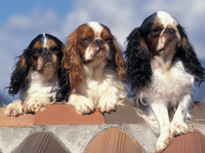 Three King Charles Cavalier Spaniel Adults by Adriano Bacchella Pricing Limited Edition Print image