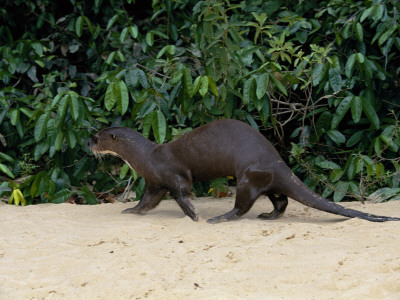 Giant Otter, Guyana by Peter Oxford Pricing Limited Edition Print image