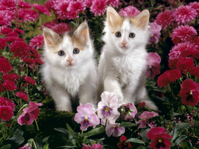 Domestic Cat, 7-Week, White-And-Tortoiseshell Kittens, Among Pink Pansies And Chrysanthemums by Jane Burton Pricing Limited Edition Print image