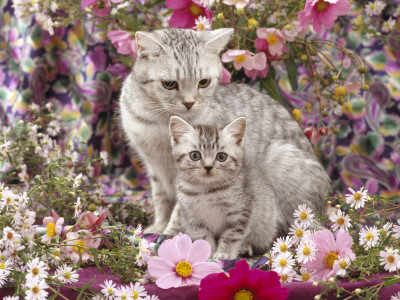 Domestic Cat, British Shorthaired Silver Spotted Tabby With Her 8-Week Kitten Among Flowers by Jane Burton Pricing Limited Edition Print image