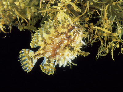 Sargassum Frogfish (Histrio Histrio) On Sargassum Seaweed Off Cape Verde Islands, Atlantic by David Shale Pricing Limited Edition Print image