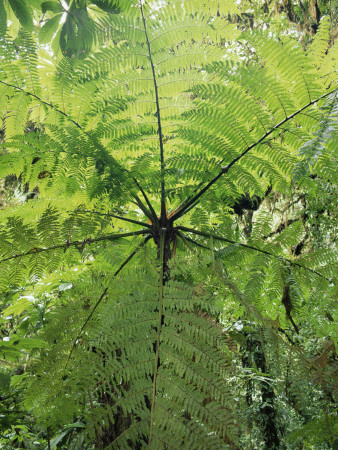 High Angle View Through Tree Fern, Monteverde Natural Reserve, Costa Rica by Juan Manuel Borrero Pricing Limited Edition Print image