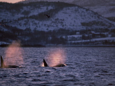 Killer Whales Spouting, Tysfjord, Norway by Solvin Zankl Pricing Limited Edition Print image