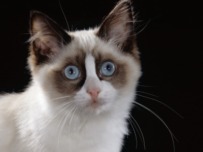 Domestic Cat, Young Bicolour Ragdoll Male by Jane Burton Pricing Limited Edition Print image