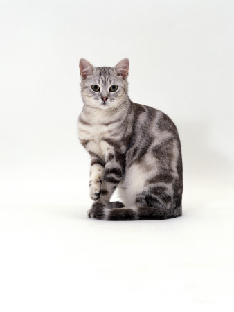 Domestic Cat, One-Year Silver Tabby Male by Jane Burton Pricing Limited Edition Print image