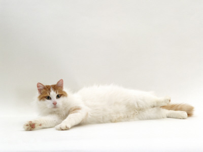 Domestic Cat, Auburn / White Turkish Van Female by Jane Burton Pricing Limited Edition Print image