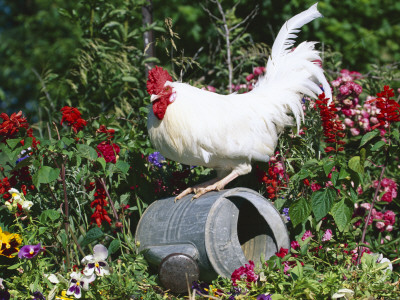 White Dorking Domestic Chicken Rooster / Cock Male, In Garden, Usa by Lynn M. Stone Pricing Limited Edition Print image
