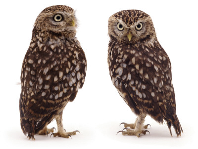Pair Of Little Owls by Jane Burton Pricing Limited Edition Print image