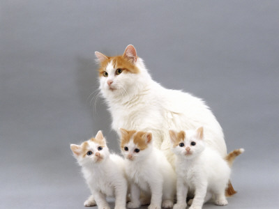 Domestic Cat, Turkish Van Mother With Three Kittens by Jane Burton Pricing Limited Edition Print image