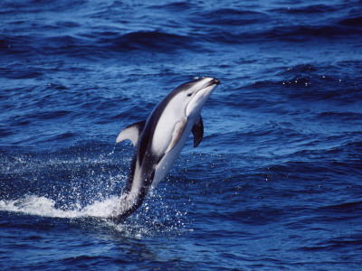 Pacific White Sided Dolphin Tail Walking, Monterey Bay Usa by Todd Pusser Pricing Limited Edition Print image