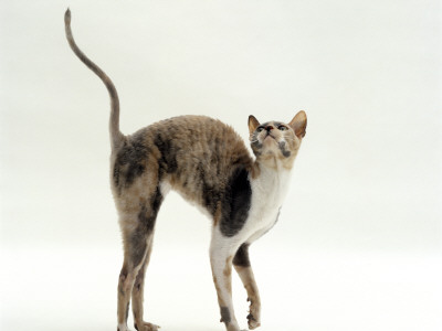 Blue-Cream Cornish Rex Female Arches Her Back When Stroked by Jane Burton Pricing Limited Edition Print image