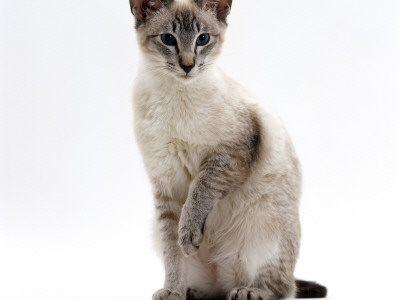 Domestic Cat, Blue Tabby-Point Siamese Male Sitting by Jane Burton Pricing Limited Edition Print image