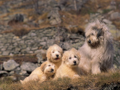 Domestic Dogs, Yugoslavian Shepherd Dog Looking At Her Three Puppies by Adriano Bacchella Pricing Limited Edition Print image