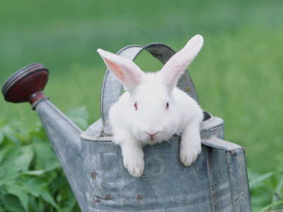 New Zealand Rabbit In Watering Can, Usa by Lynn M. Stone Pricing Limited Edition Print image