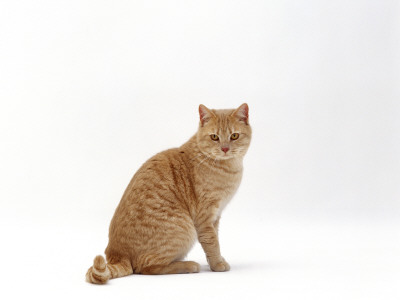 Domestic Cat, Cream British Shorthair Male Sitting by Jane Burton Pricing Limited Edition Print image