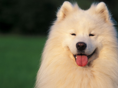 Samoyed Panting by Adriano Bacchella Pricing Limited Edition Print image