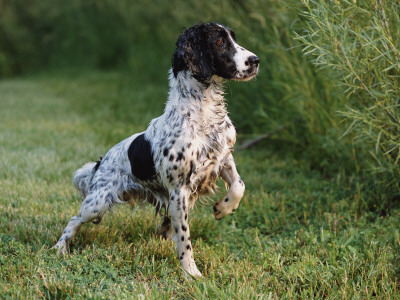 English Springer Spaniel, Wet And Alert, Usa by Lynn M. Stone Pricing Limited Edition Print image