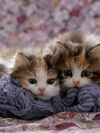 Domestic Cat Kittens, 8-Weeks, Tortoiseshell-And-White Sisters, (Persian-Cross') by Jane Burton Pricing Limited Edition Print image