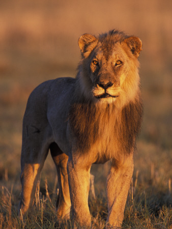 Male Lion Portrait In Evening Light, Etosha National Park, Namibia by Tony Heald Pricing Limited Edition Print image