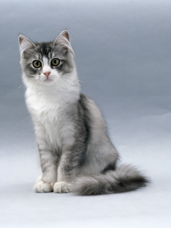Domestic Cat, 5-Month, Silver Bi-Colour Chinchilla-Cross by Jane Burton Pricing Limited Edition Print image
