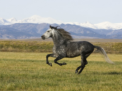 Gray Andalusian Stallion, Cantering Profile, Longmont, Colorado, Usa by Carol Walker Pricing Limited Edition Print image