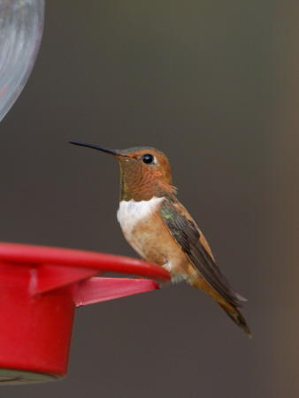 Rufous Hummingbird, Male At Feeder, Paradise, Chiricahua Mountains, Arizona, Usa by Rolf Nussbaumer Pricing Limited Edition Print image