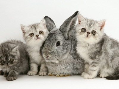 Three Silver Exotic Kittens With Silver Lop Rabbit by Jane Burton Pricing Limited Edition Print image