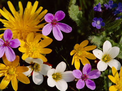 Mixed Spring Flowers Including Meadow Saxafrage And Celandine by Brian Lightfoot Pricing Limited Edition Print image
