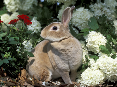 Pet Domestic Mini Rex Rabbit Amongst Hydrangea Flowers by Lynn M. Stone Pricing Limited Edition Print image