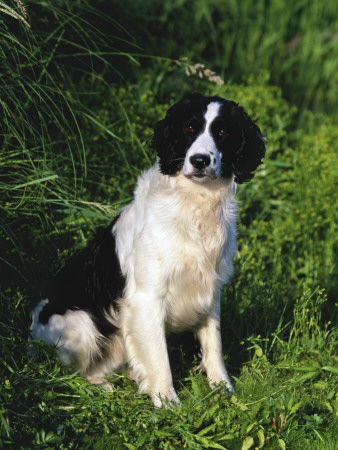 English Springer Spaniel Dog Sitting, Wisconsin, Usa by Lynn M. Stone Pricing Limited Edition Print image