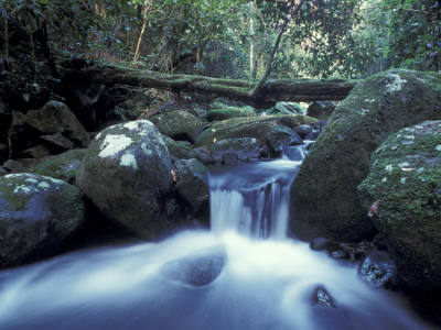 Waterfall In Rainforest, Lamington National Park, Queensland, Australia by Jurgen Freund Pricing Limited Edition Print image