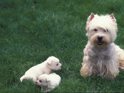 Domestic Dogs, West Highland Terrier / Westie With Two Young Puppies by Adriano Bacchella Pricing Limited Edition Print image