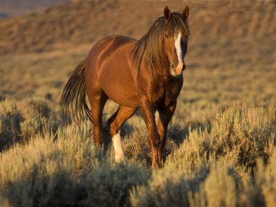Mustang / Wild Horse, Chestnut Stallion Walking, Wyoming, Usa Adobe Town Hma by Carol Walker Pricing Limited Edition Print image