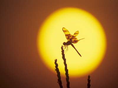 Haloween Pennant Dragonfly, Silhouette At Sunrise, Welder Wildlife Refuge, Sinton, Texas, Usa by Rolf Nussbaumer Pricing Limited Edition Print image