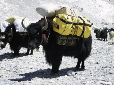 A Sponsered Yak, Nepal by Michael Brown Pricing Limited Edition Print image