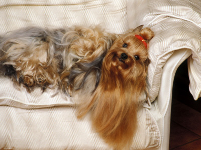 Yorkshire Terrier Lying On Couch by Adriano Bacchella Pricing Limited Edition Print image
