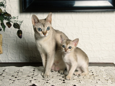 Singapura Cat With Kitten by Petra Wegner Pricing Limited Edition Print image