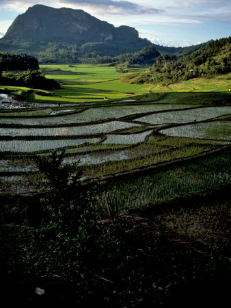 Farmland In Mountainous Range In Indonesia by Michael Brown Pricing Limited Edition Print image
