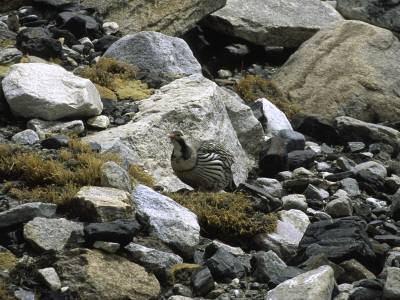 A Bird In The Rocks, Tibet by Michael Brown Pricing Limited Edition Print image