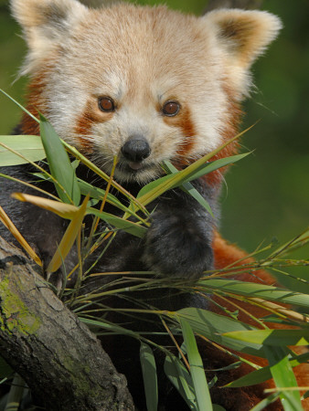 Red Panda Feeding On Bamboo Leaves, Iucn Red List Of Endangered Species by Eric Baccega Pricing Limited Edition Print image
