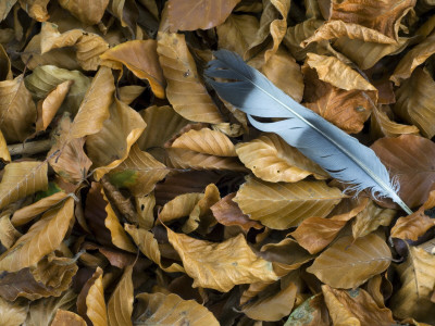 Wood Pigeon Feather In Leaf Litter Of An Autumn Beech Forest, Belgium by Philippe Clement Pricing Limited Edition Print image