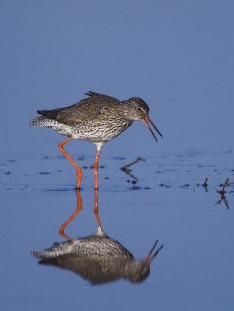 Common Redshank Adult Calling, Lake Neusiedl, Austria by Rolf Nussbaumer Pricing Limited Edition Print image