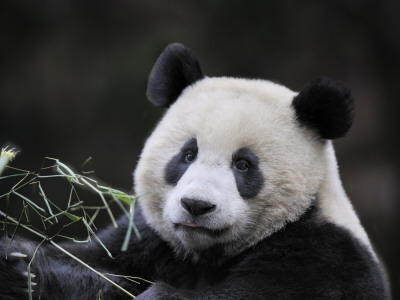 Male Giant Panda Wolong Nature Reserve, China by Eric Baccega Pricing Limited Edition Print image