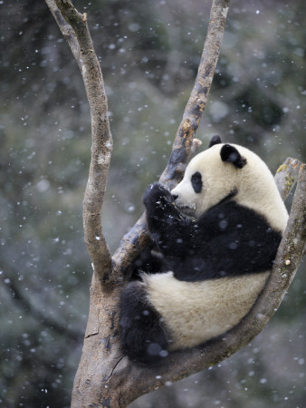 Subadult Giant Panda Climbing A Tree In Snow, Wolong Nature Reserve, China by Eric Baccega Pricing Limited Edition Print image