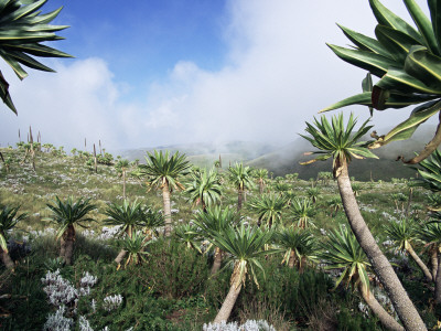Giant Lobelias In Highlands, Guassa Region, Ethiopia by George Chan Pricing Limited Edition Print image