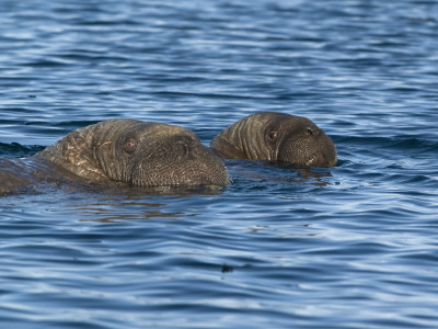 Walrus Mother And Pup Swimming In The Water, Igloolik, Foxe Basin, Nunavut, Arctic Canada by Mark Carwardine Pricing Limited Edition Print image