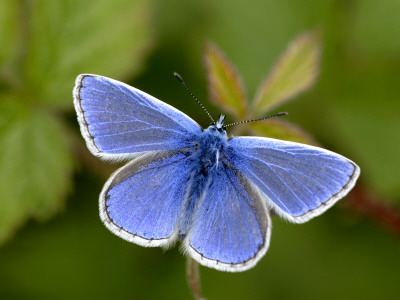 Common Blue Butterfly Dunsdon Nature Reserve, Near Holsworthy, Devon, Uk by Ross Hoddinott Pricing Limited Edition Print image