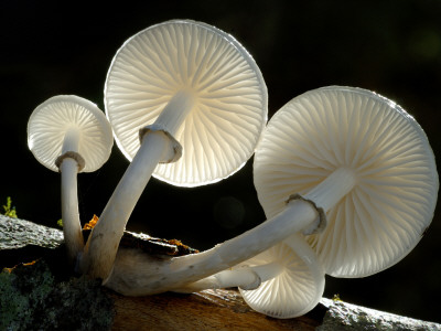 Looking Up Under The Gills Of Toadstools Of Porcelain Fungus, Cornwall, Uk by Ross Hoddinott Pricing Limited Edition Print image